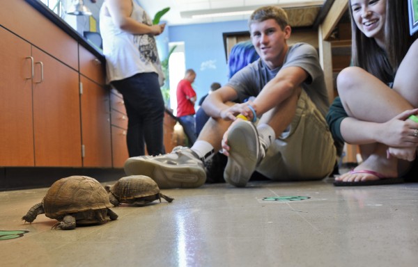 Letting Tuttle and Ninja out of their habitat to roam, sophomore Brandon Spitler keeps an eye on them. Tuttle and Ninja are land turtles and were donated by one of Dunn’s former students. 