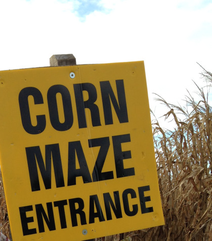 cornmaze