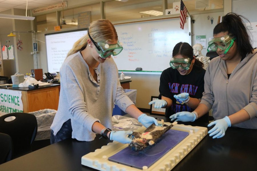 Junior Alex Laurie flips the cat over on it’s back in order to start the dissection. 