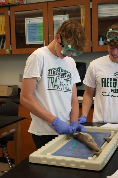 Senior Jackson Harmon smiles down at his shark during the dissection on May 2. 